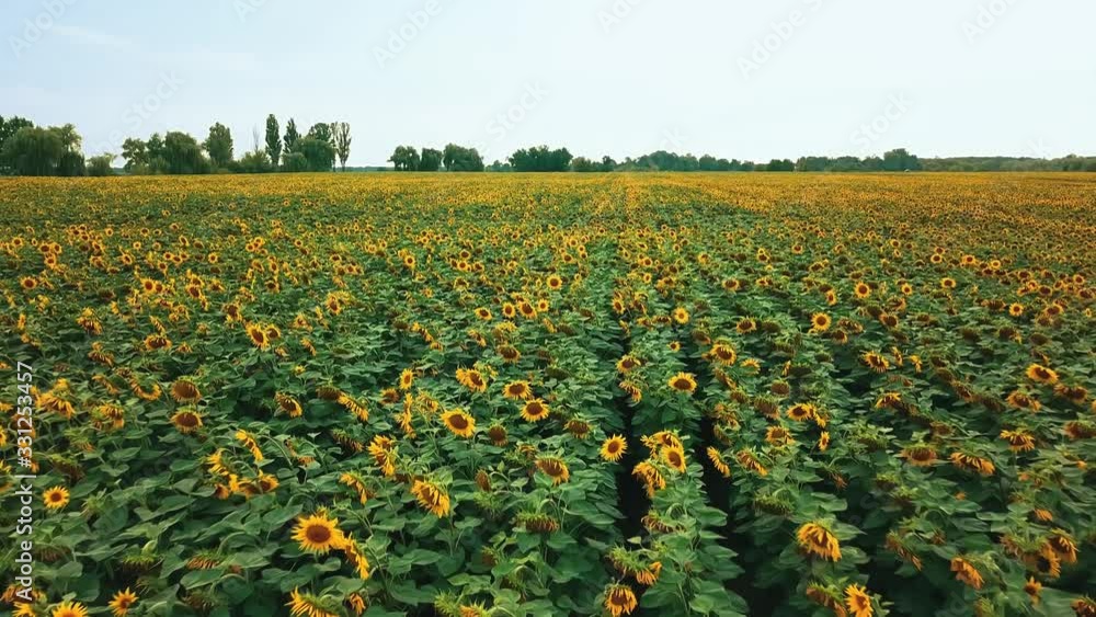 aerial view of sunflowers field, flight over a field of sunflowers, flight above the flowering sunflowers on a sky background aerial view of sunflowers field, flight over a field of sunflowers, flight above the flowering sunflowers on a sky background