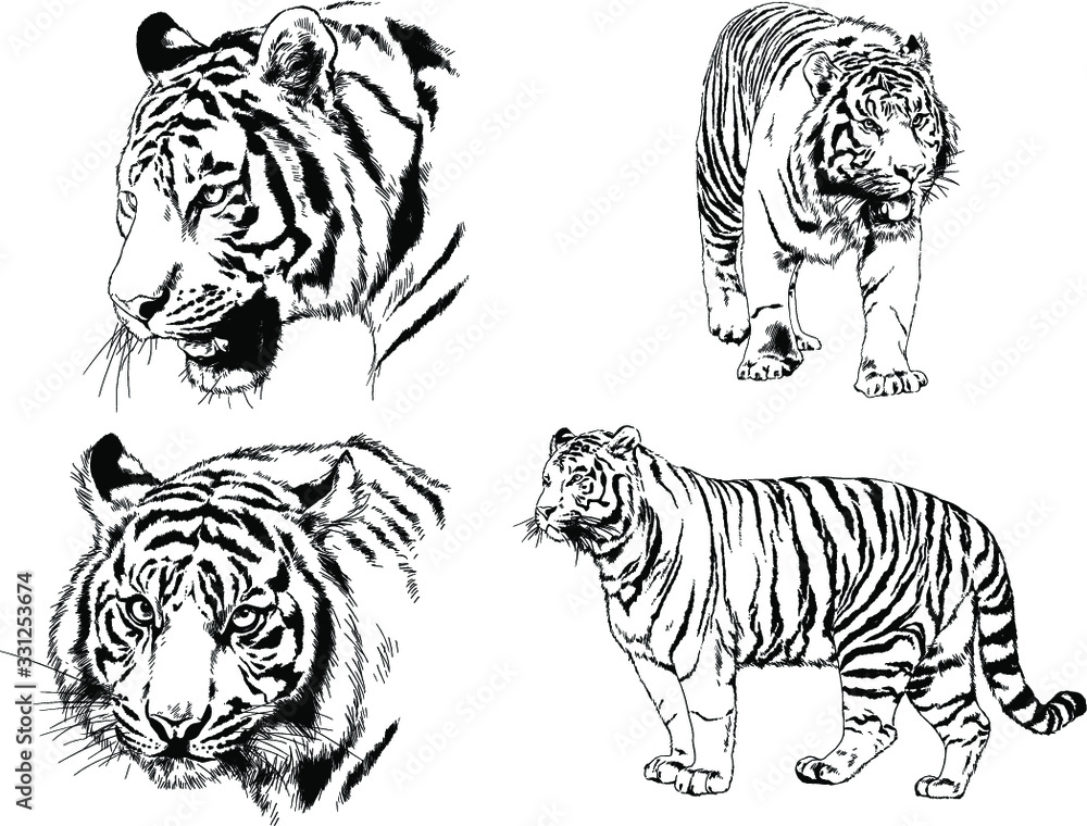 vector drawings sketches different predator , tigers, lions ,cheetahs and leopards are drawn in ink by hand , objects with no background