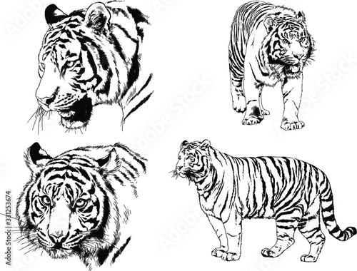 vector drawings sketches different predator   tigers  lions  cheetahs and leopards are drawn in ink by hand   objects with no background