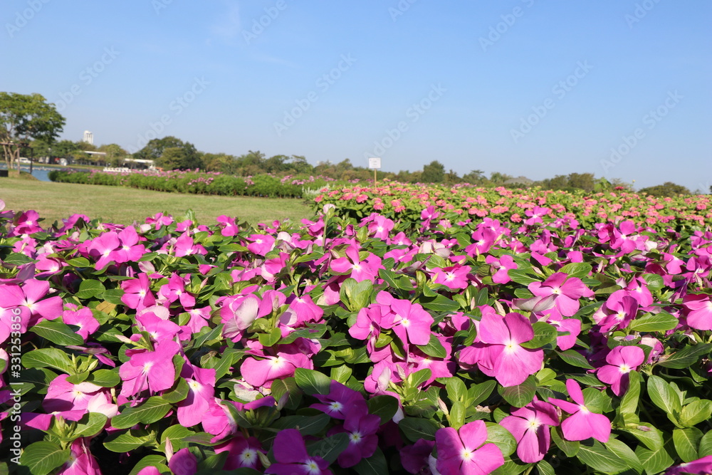 Pink flowers in the morning garden