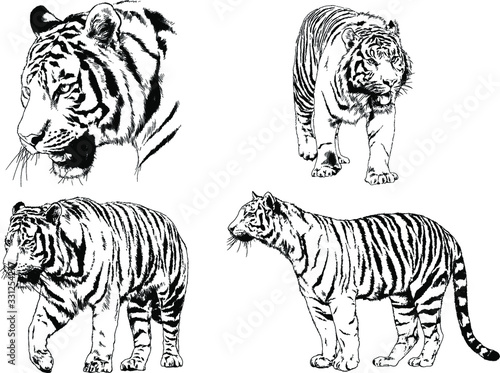 vector drawings sketches different predator   tigers  lions  cheetahs and leopards are drawn in ink by hand   objects with no background
