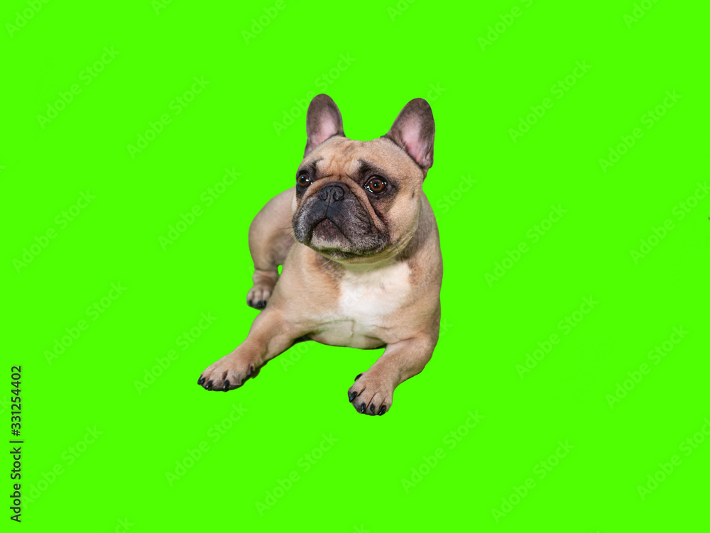 Cute french bulldog dog on chroma key green screen laying down looking to  left Stock Photo | Adobe Stock