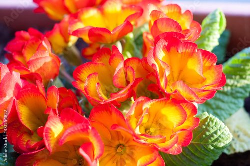 beautiful red and yellow cowslip