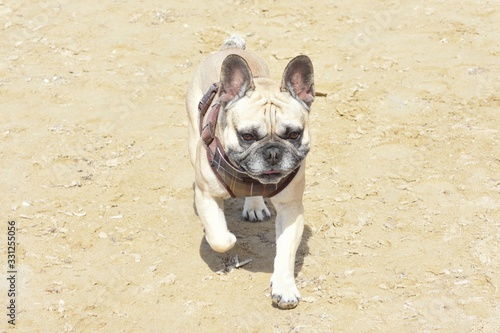 Beige and white french bulldog with scottish harness walking towards me.  © José Lodos Benavente
