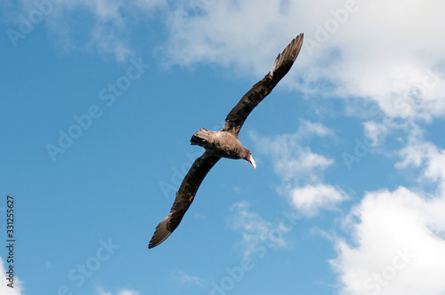 bird flying on a cloudy blue sky. freedom concept
