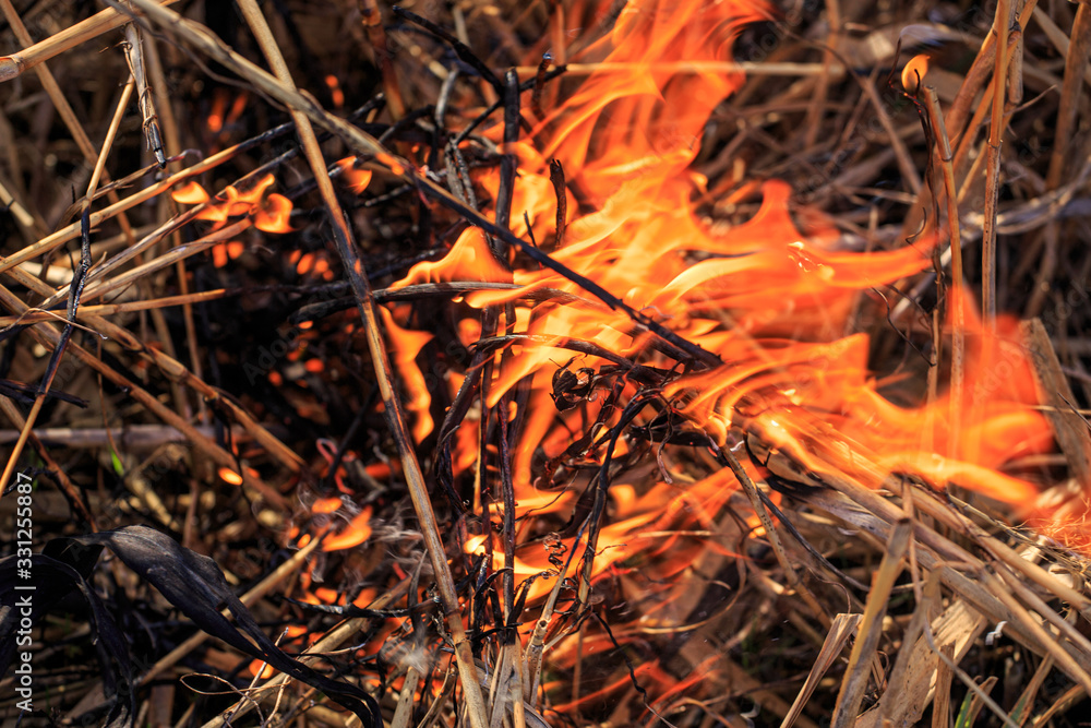 Burning reeds in the spring steppe Burning reeds in the spring steppe