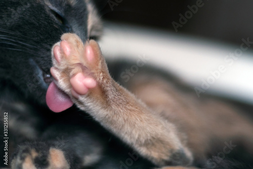 close up of a female cat cleaning her paw. beautiful paw. tongue out cat