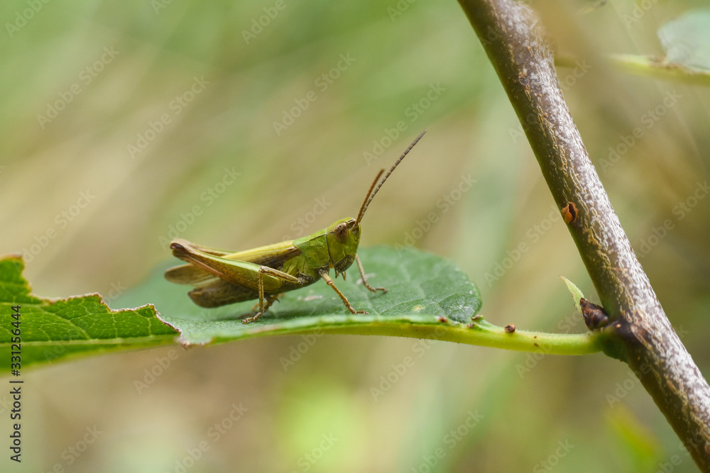 Little grasshopper in grass