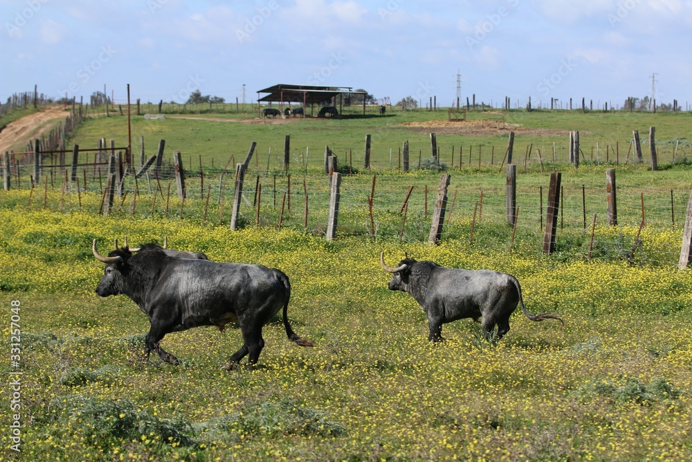Bull in spain in the green field Bull in spain in the green field