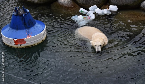 Polar bear (Ursus maritimus), swimming in a pond. photo