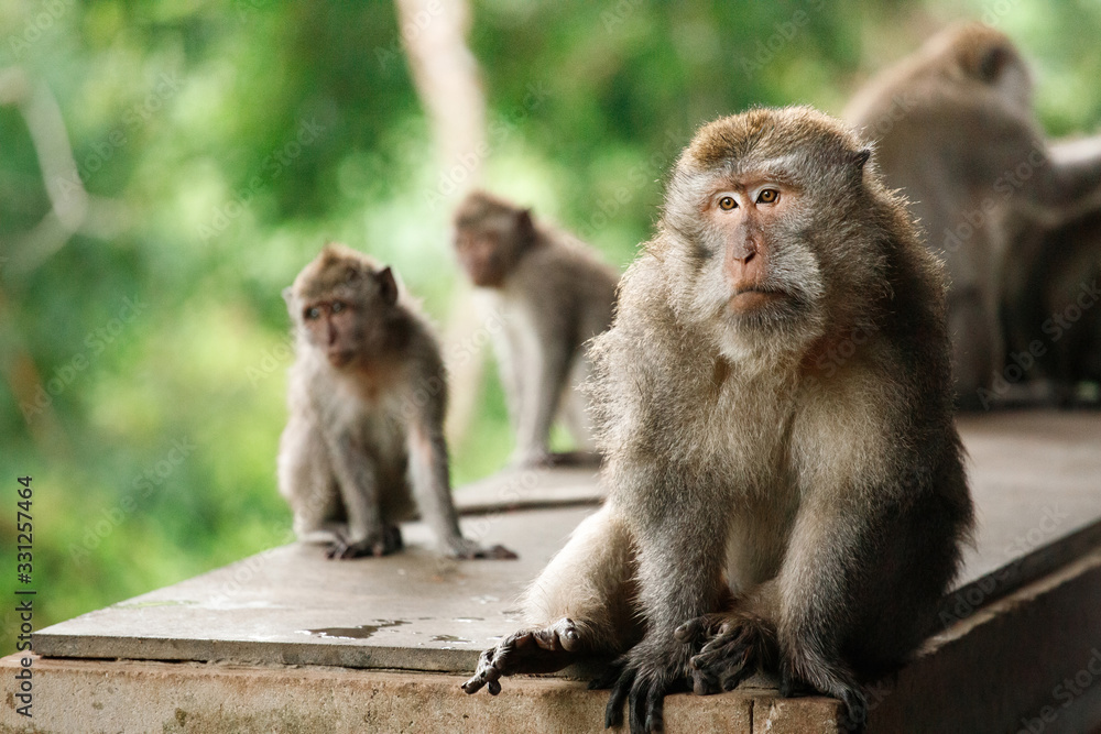 Long-tailed macaques in Sacred Monkey Forest, Ubud, Indonesia Long-tailed macaques in Sacred Monkey Forest, Ubud, Indonesia