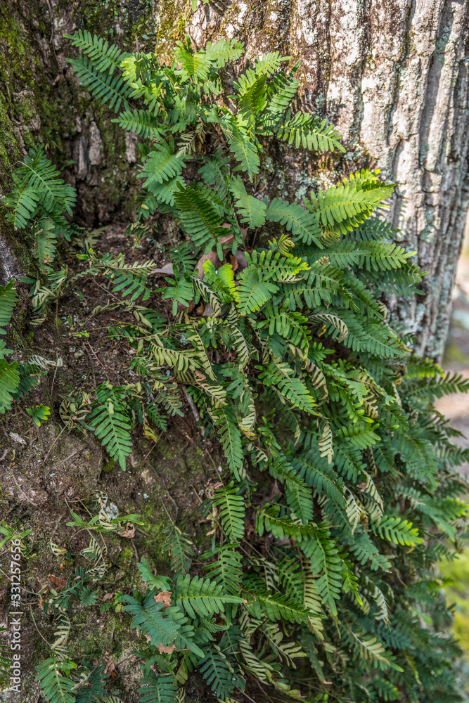 Obraz premium Ferns growing on a tree closeup