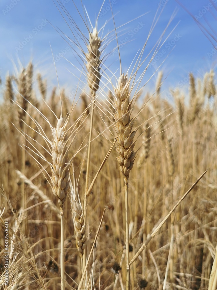Fototapeta premium Getreide