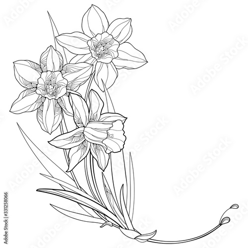 Fényképezés Corner bouquet with outline narcissus or daffodil flowers and leaves in black isolated on white background