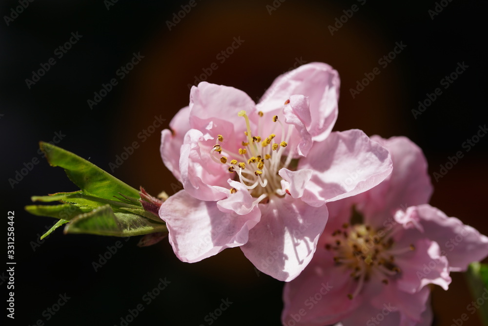 branch of cherry tree