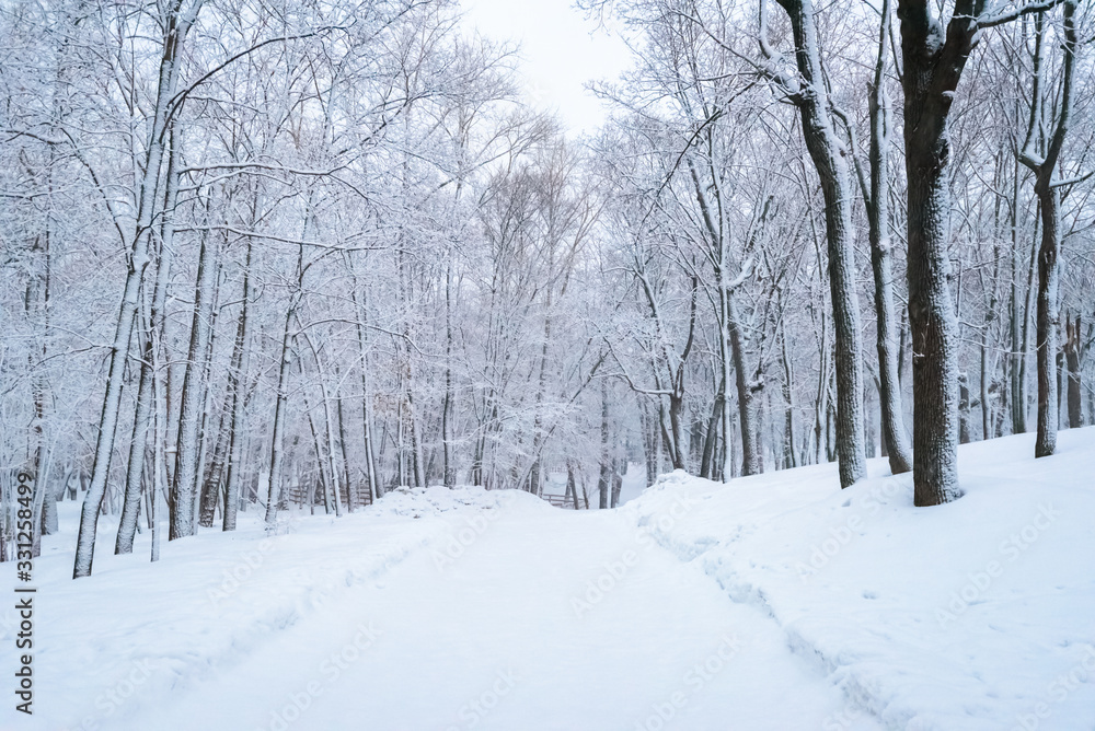 Winter landscape, trees in the forest after a heavy snowfall, road in the forest. Winter landscape, trees in the forest after a heavy snowfall, road in the forest.