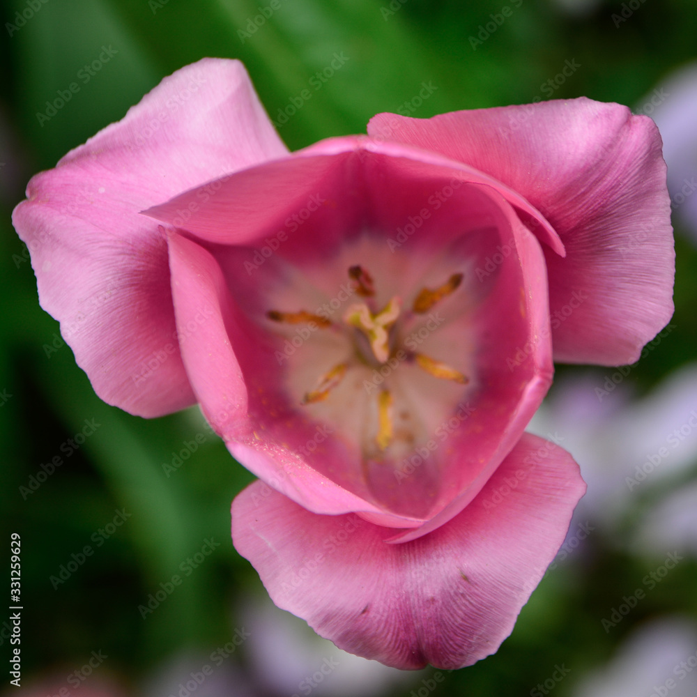 tulipe 9 tulipe 9