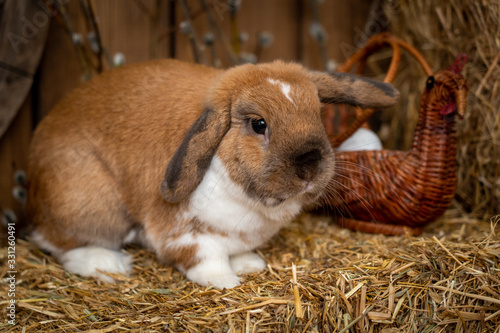 Funny red fluffy rabbit with lop-eared ears sits on a briquette of hay