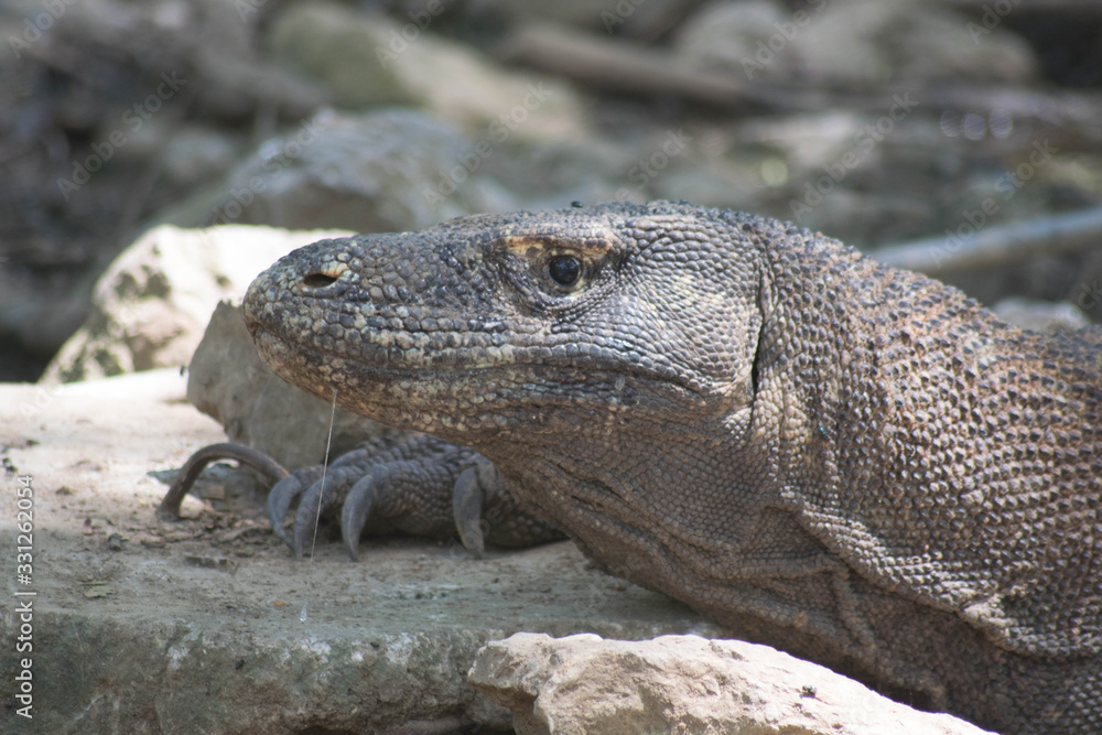 Komodo island Komodo island