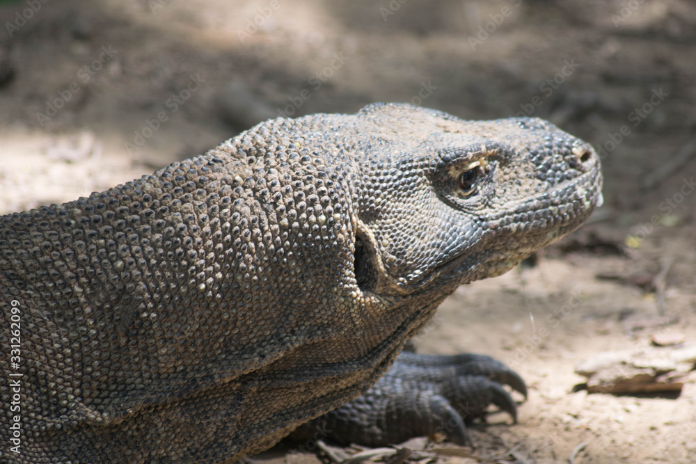 Fototapeta premium Komodo island