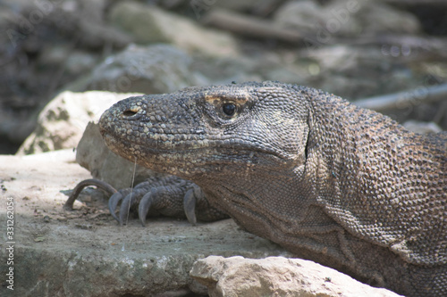 Komodo island