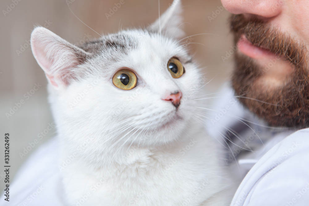 Close up of a beautiful white cat in the arms of a bearded man. Male veterinarian holding adorable white cat Close up of a beautiful white cat in the arms of a bearded man. Male veterinarian holding adorable white cat