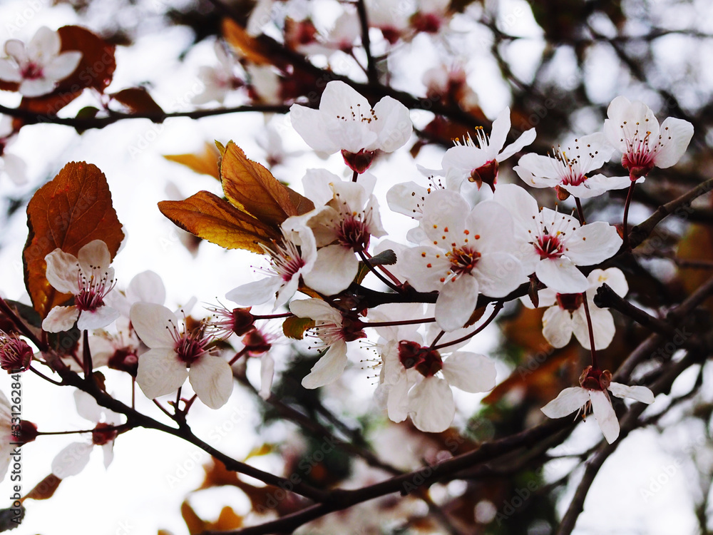 Fototapeta premium white wild cherry blossoms