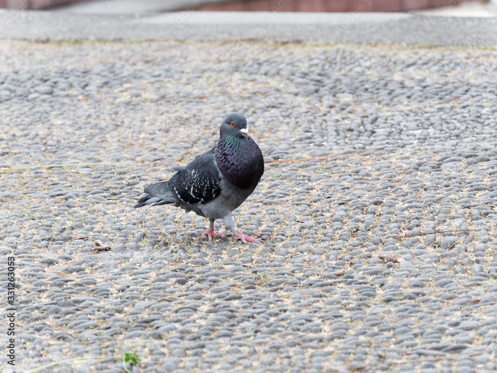 Obraz premium Pigeon