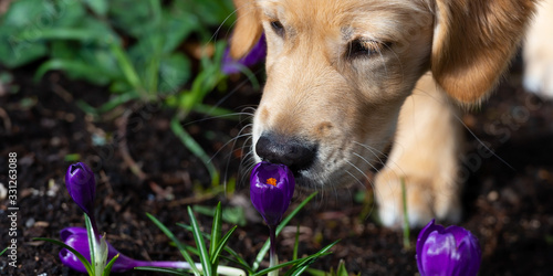 Cuadro en lienzo Golden Retriever puppy sniffing at a purple crocus