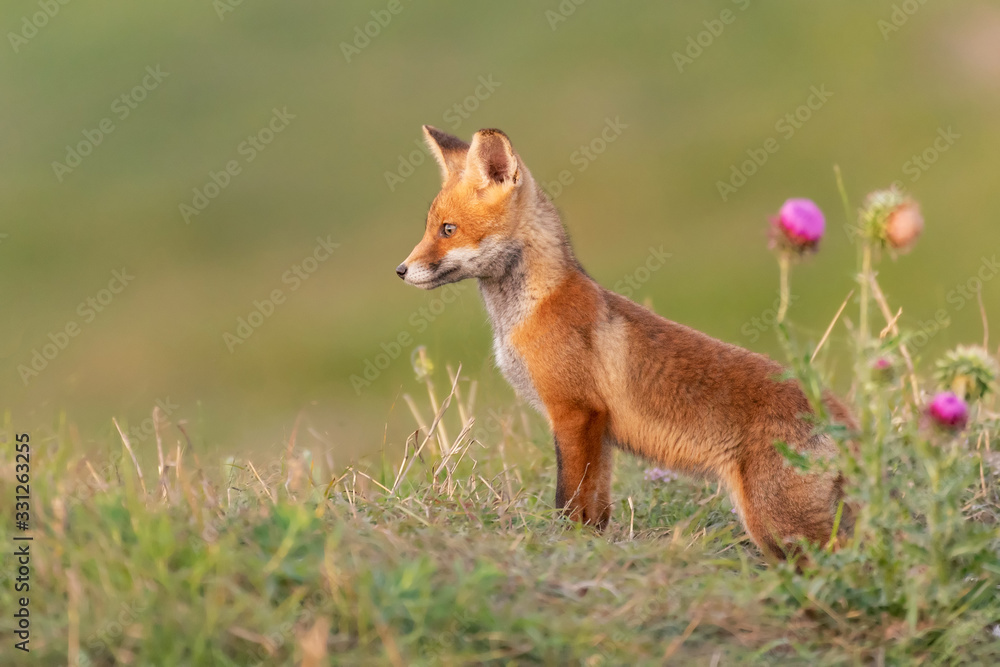 A young red Fox in a beautiful light close up. Vulpes vulpes