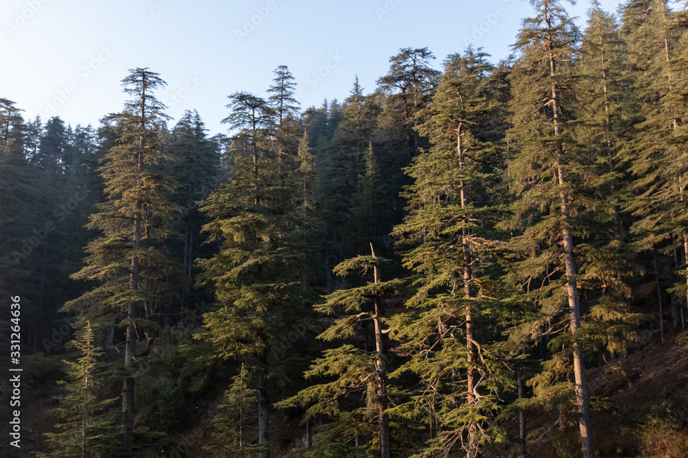 Tall Deodar trees in Hageshwar, Uttarakhand
