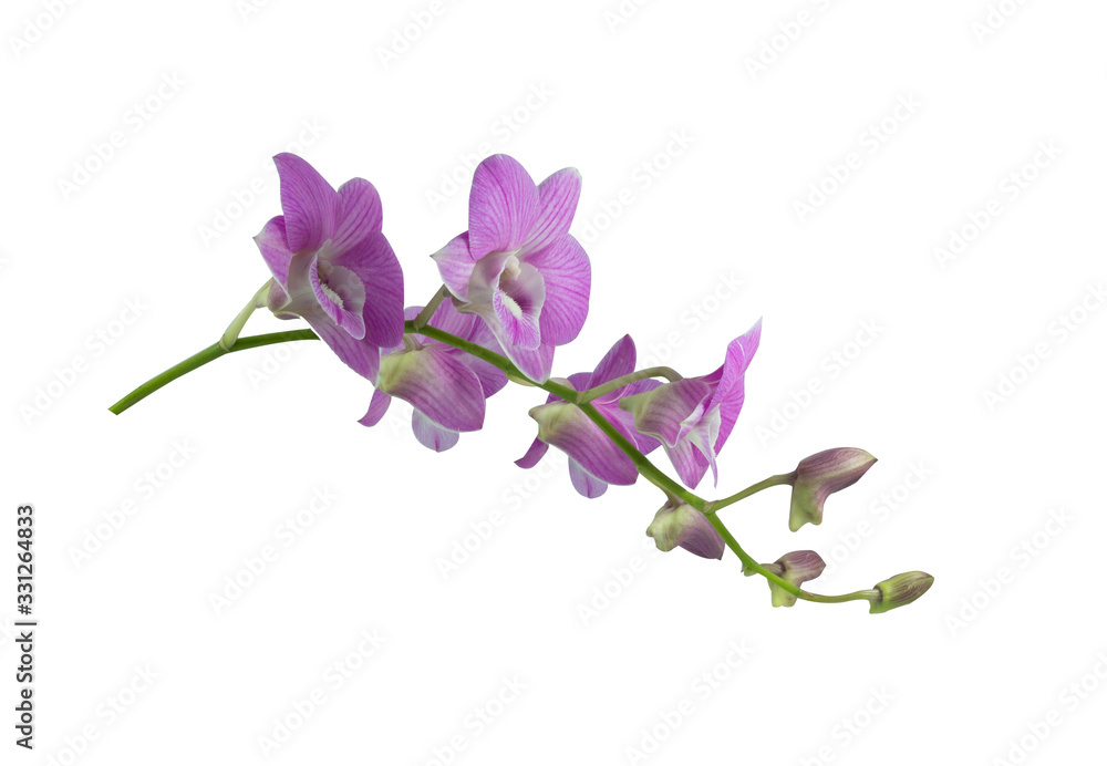 Obraz premium Beautiful orchid flower with isolated on white background and natural background. Bouquet of purple, pink and white.