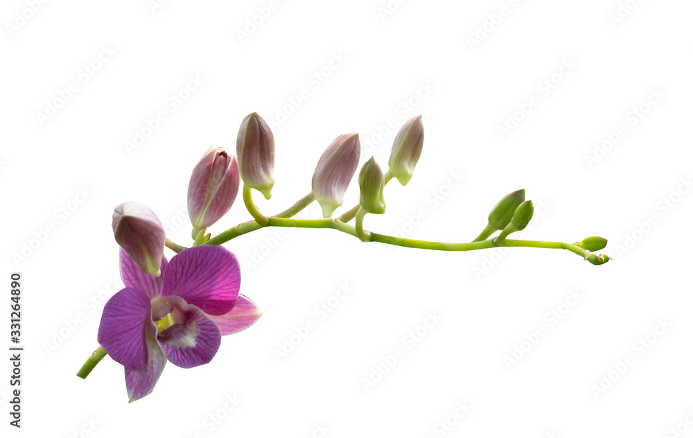 Fototapeta premium Beautiful orchid flower with isolated on white background and natural background. Bouquet of purple, pink and white.