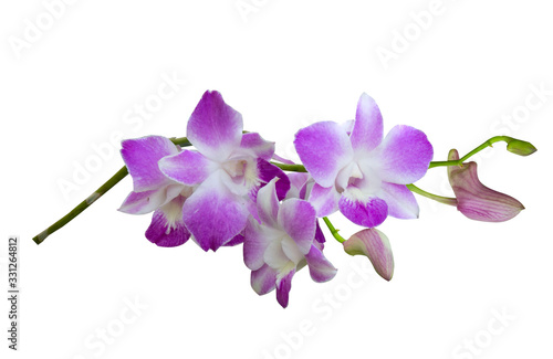 Fototapeta Naklejka Na Ścianę i Meble -  Beautiful orchid flower with isolated on white background and natural background.  Bouquet of purple, pink and white.