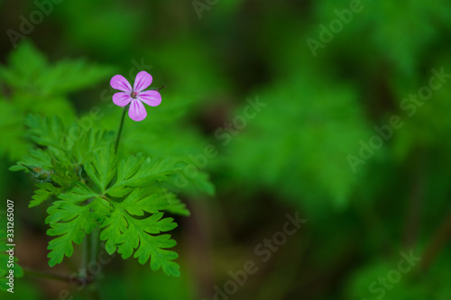 Small purple flower with five petals in a rainy moody environment in the pacific northwest