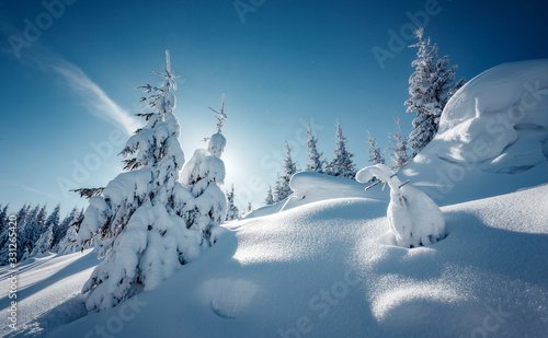 Splendid Alpine scenery in winter. Fantastic frosty morning in forest. snow-cowered pine trees under warm sunlight. Fantastic mountain highland. Amazing winter background. Wonderful Christmas Scene.