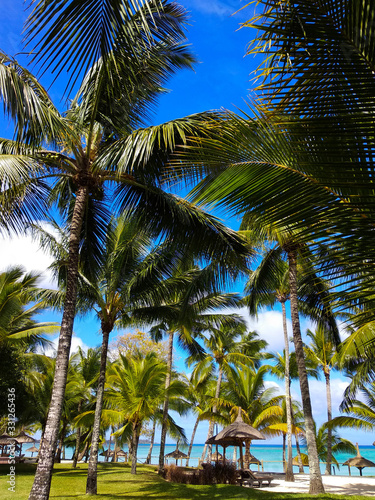 palms, beach, ocean, sky, tropical