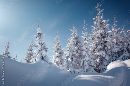 Amazing athmospheric Landscape. winter scenery at sunset. instagram filter. postcard. Snow covered tree under sunlight. Sunlight sparkling in the snow. instagram filter. winter nature background.
