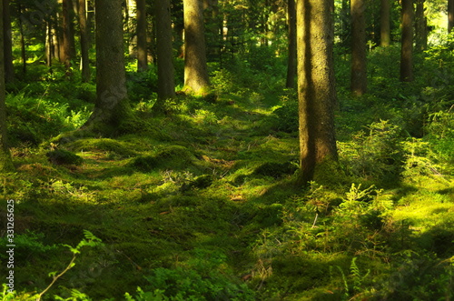  forest landscape