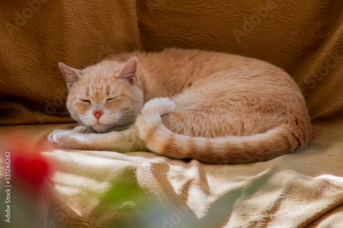 GATO DURMIENDO SOBRE UN SOFA