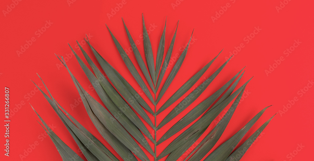 simple palm tree leaf flat lay isolated against the colorful background, trendy fashion design simple palm tree leaf flat lay isolated against the colorful background, trendy fashion design