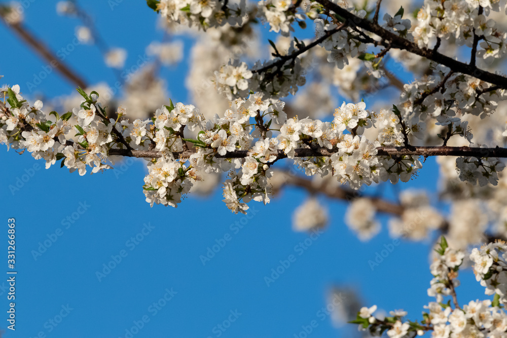 Bokeh of spring seasonal flower in jageshwar Bokeh of spring seasonal flower in jageshwar