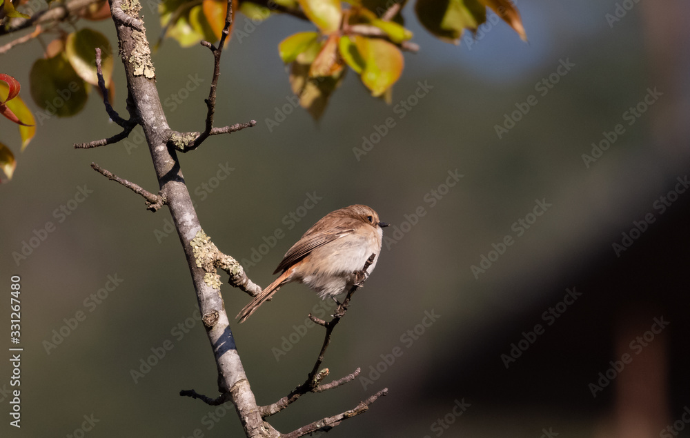 Brown bushchat male bird perching on cherry blossom tree Brown bushchat male bird perching on cherry blossom tree