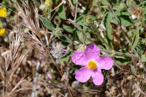 Cretan Rock Rose (Cistus creticus L.) photo