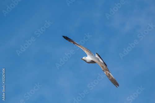 Yellow-legged gull  larus michahellis  in flight on blue sky