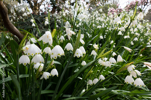 Snowdrops flowering in April in West Sussex © philipbird123