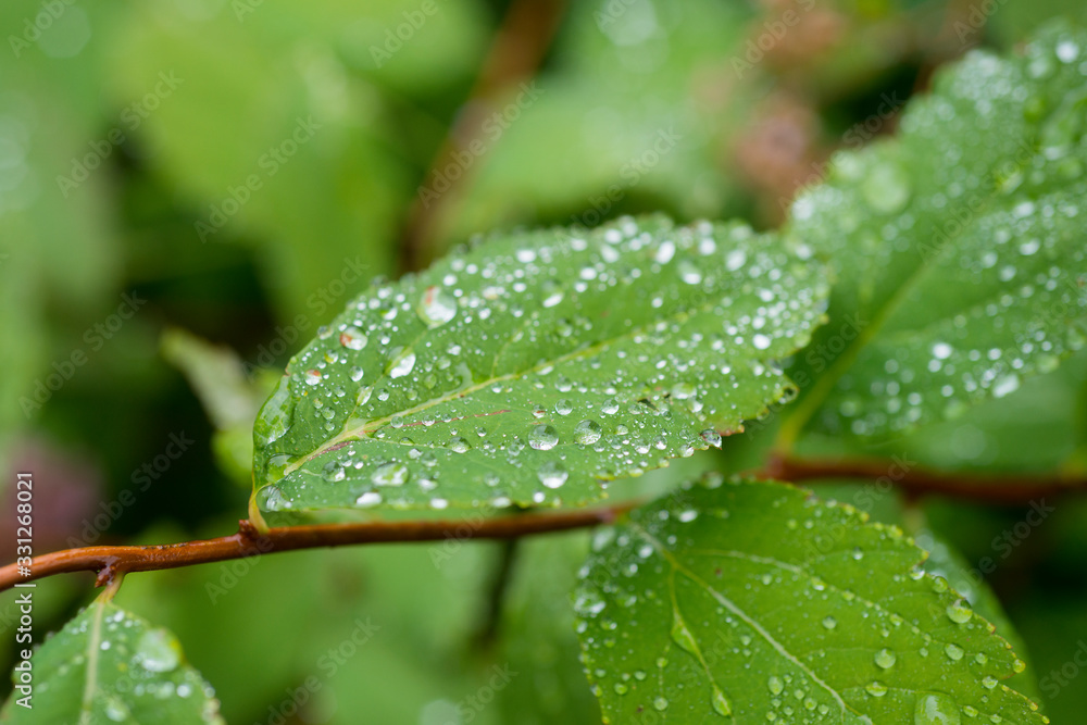 various drops on green leafs after rain various drops on green leafs after rain