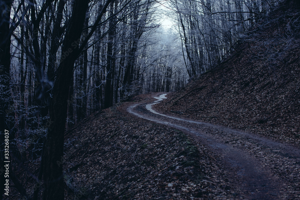 Naklejka premium road in forest