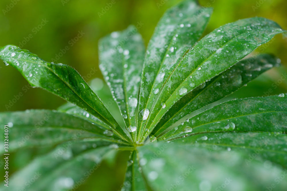 various drops on green leafs after rain various drops on green leafs after rain