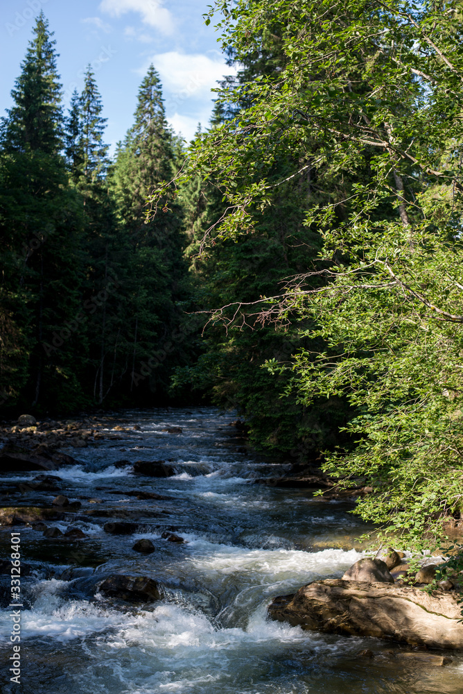 Obraz premium river in the forest